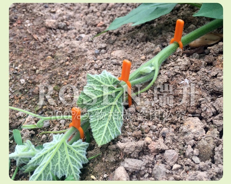 批发草莓植物叉园艺压蔓器西瓜压蔓器藤蔓匍匐茎固定叉厂家直销