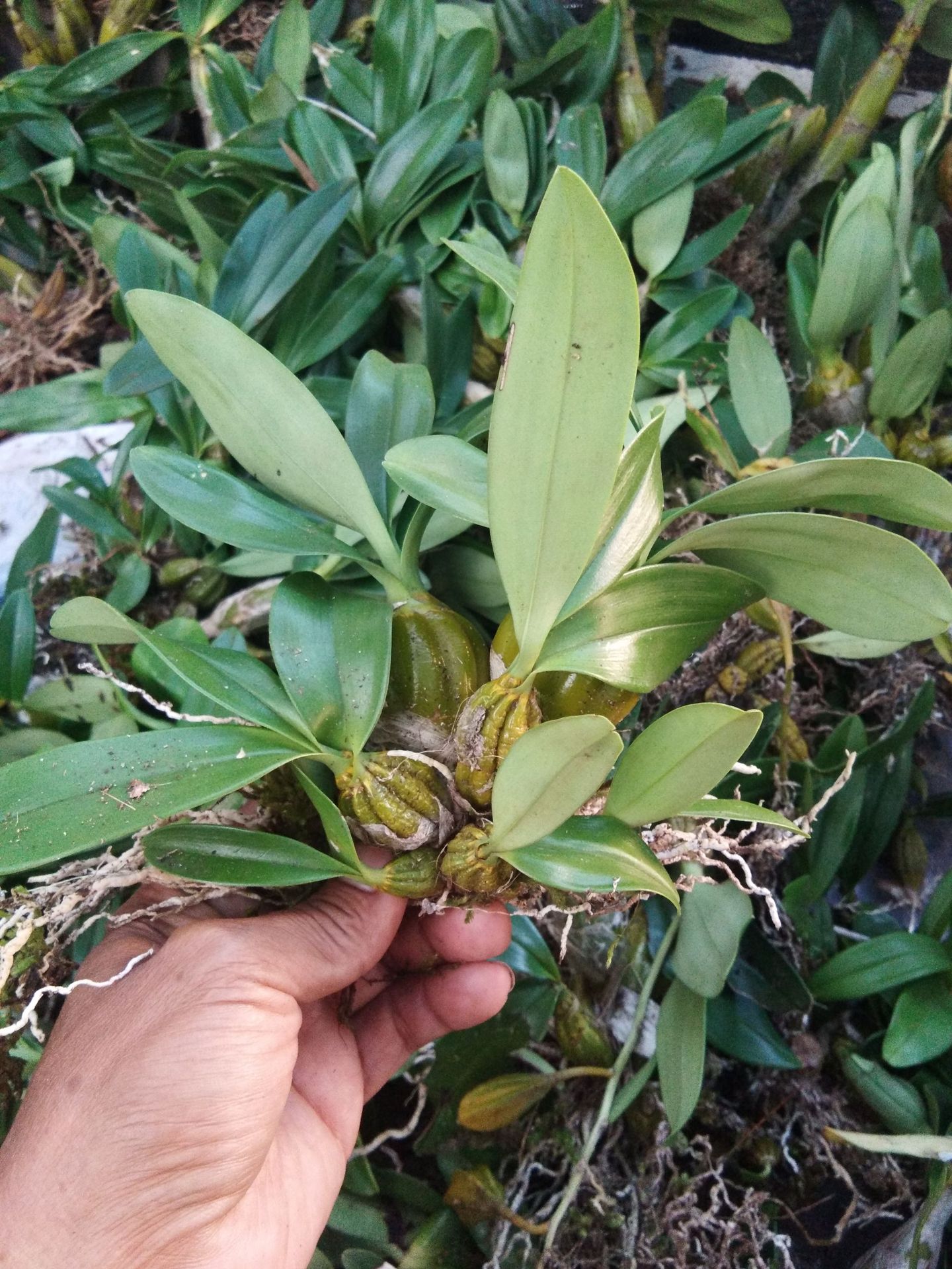 云南鼓槌石斛苗 石斛兰花卉盆景散装包邮大量批发