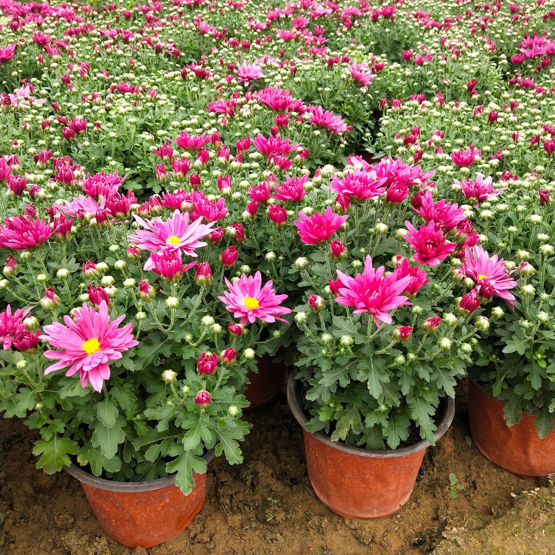 千头菊国庆菊国庆租摆观赏花卉青州花卉基地批发多品种菊花