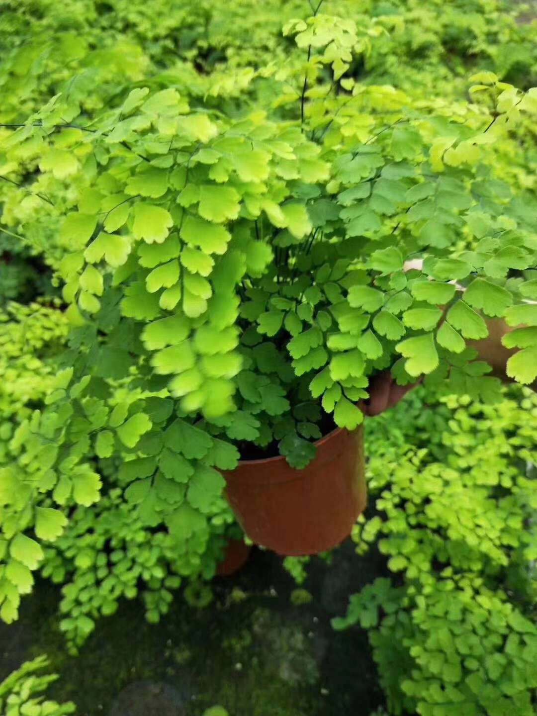 【基地直供】小盆栽植物花卉观叶植物绿墙绿化专用120飞雪铁线蕨