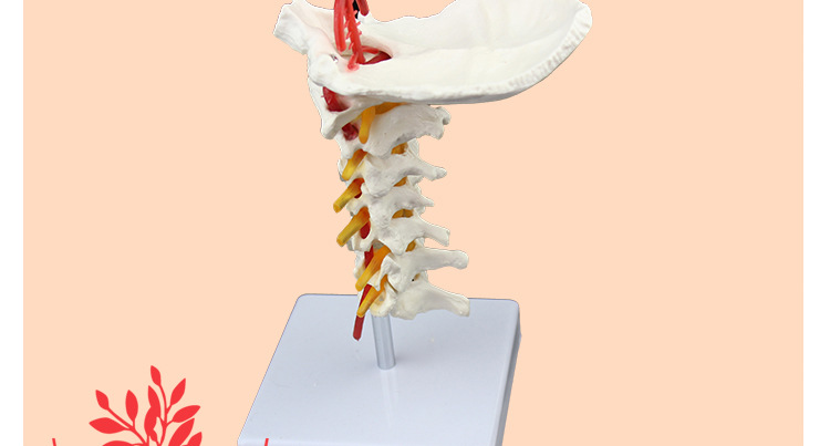 制作精细pvc材质骨骼7节颈椎带枕骨内附动脉血管人体颈椎模型