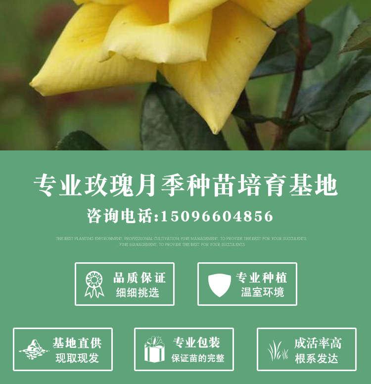 新品金香玉大花月季小苗 扦插黄金时代月季花苗绿化月季盆栽批发