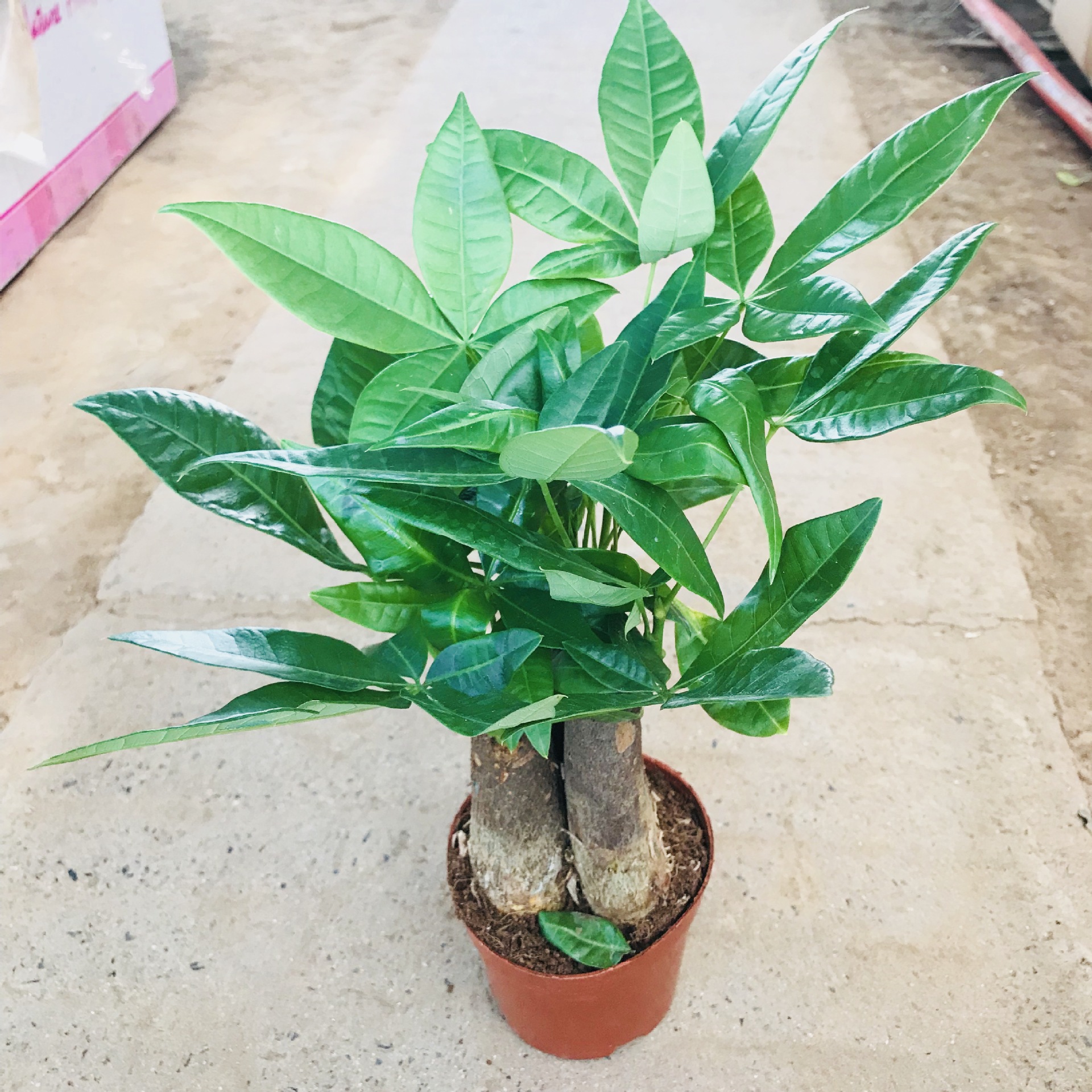 室内绿植小盆栽发财树 四季常青花卉客厅桌面净化空气三杆发财树