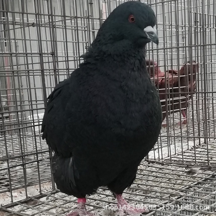超大元宝鸽子