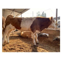 商丘肉牛犊 西门塔尔小牛出售 小牛犊活体鲁西黄牛6个月西门塔尔