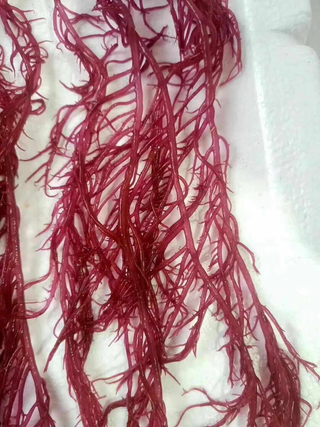 厂家批发 龙须菜 红龙须菜 绿龙须菜 海发菜