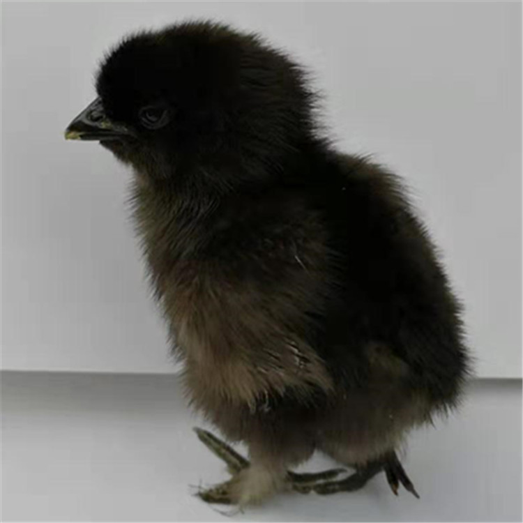 竹丝鸡苗,白羽乌鸡苗,五黑鸡,黑凤鸡种苗