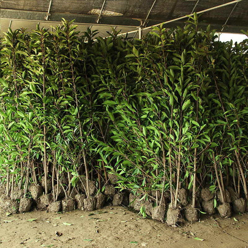 法国冬青珊瑚树冬青树工程绿化 庭院绿篱围墙篱笆四季常青冬批发