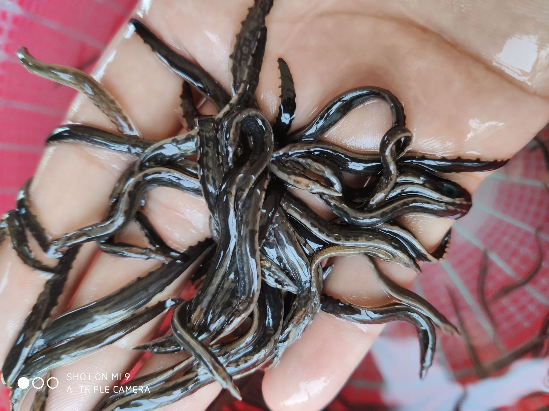 刺鳅苗批发 优良品种刺鳅苗 刀鳅苗 石锥苗 全国发货 运输包活