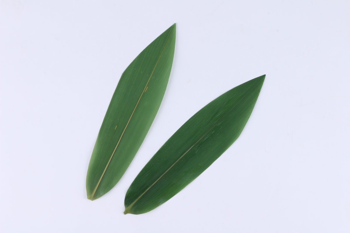 厂家批发100枚装保鲜箬叶 30包新鲜粽子叶 摆盘装饰修尖竹叶原料