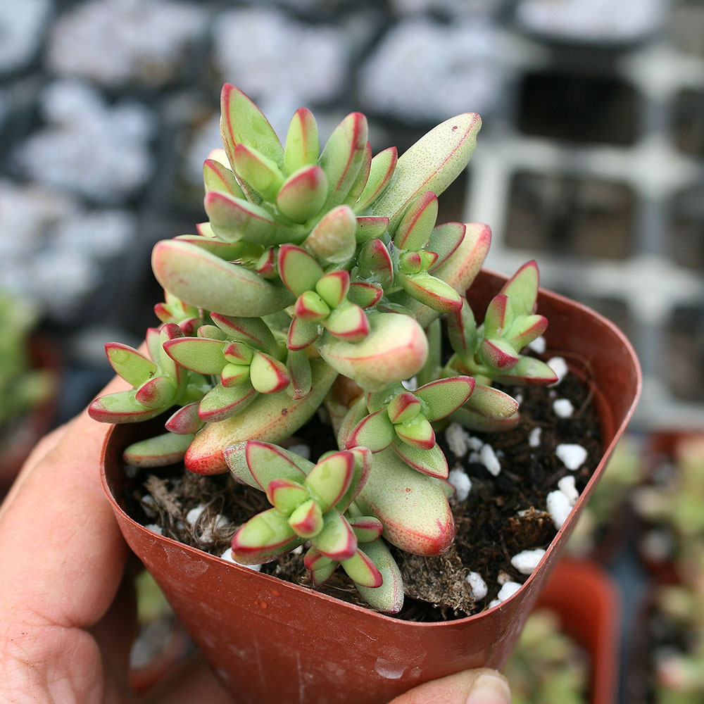 小天狗多肉植物批发容易爆盆的群生老桩多头易养清棚含盆带土发货