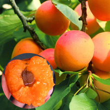 杏树苗盆地栽南北方种植结果  甜杏  山杏果树苗