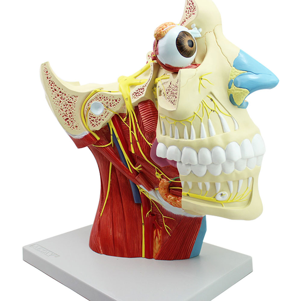 十二对颅神经系统解剖模型12对颅脑神经模型神经头部大脑模型教学