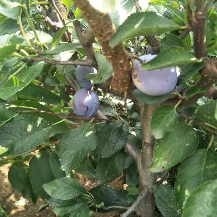 满金园艺场法兰西西梅苗 大量销售酸甜口李子苗