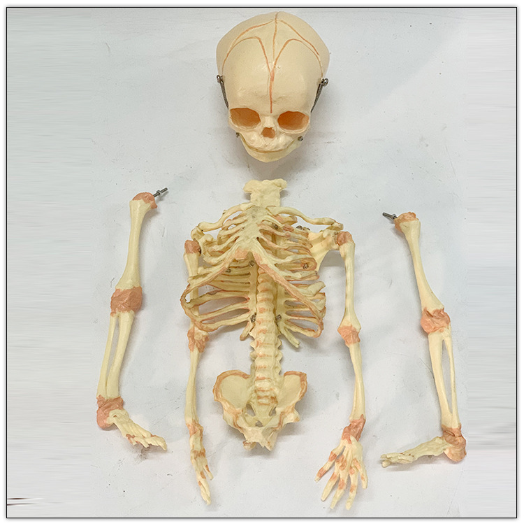 人体婴儿骨骼模型新生胎儿发育人骨架模具可拆装微型骷髅医学教具