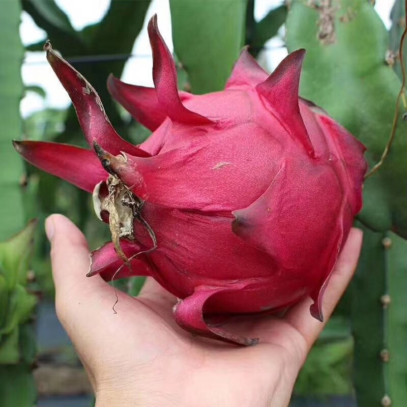 广西金都一号红心火龙果,果够圆,皮够薄,肉够甜