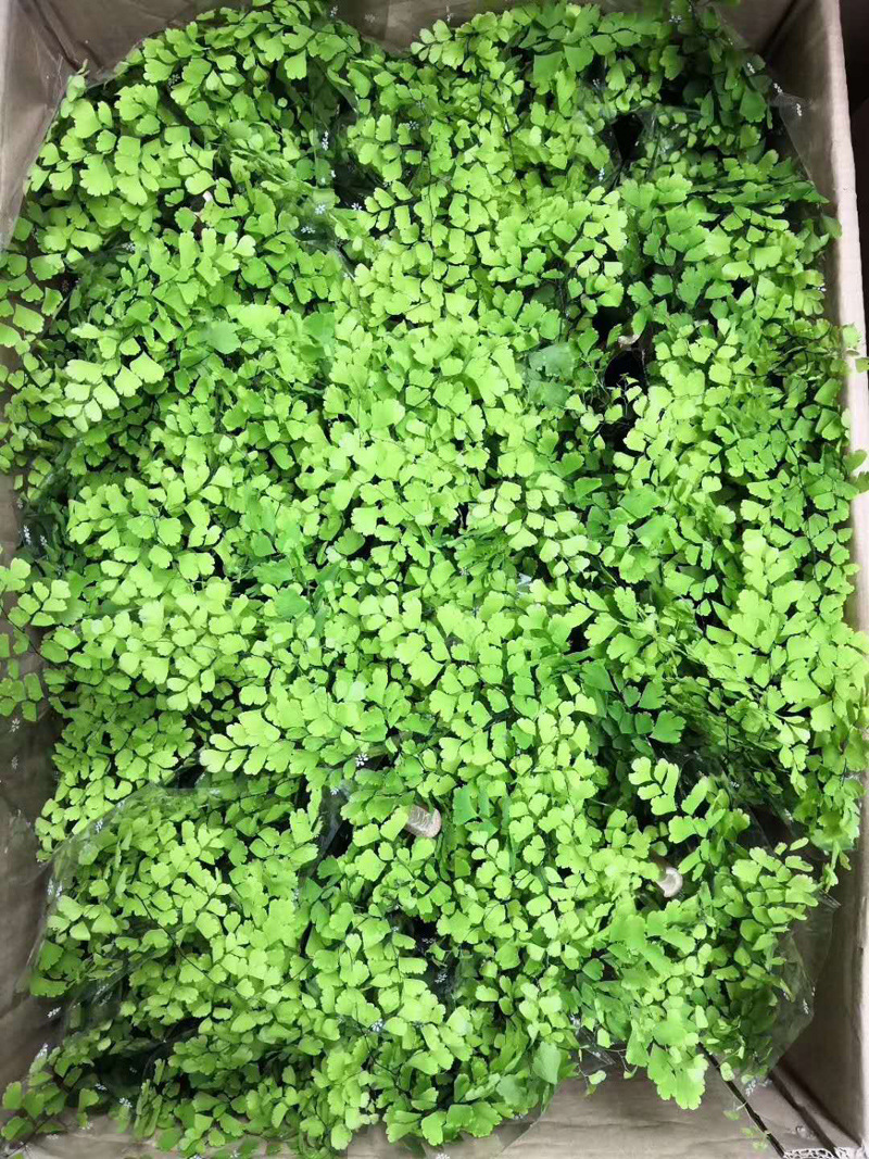 基地直供小盆栽植物花卉观叶植物绿墙绿化专用120飞雪铁线蕨