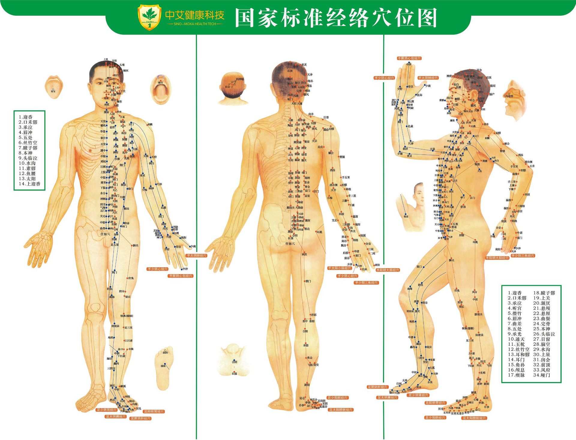 穴位图艾灸说明图双面印刷人体经络穴位图按摩刮痧穴位图 艾灸图