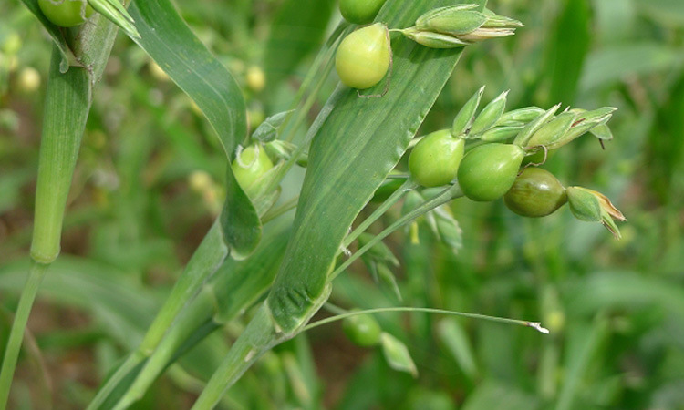 绿葆薏仁米五谷杂粮贵州农家特产优质国产小薏米仁400g苡米仁真空