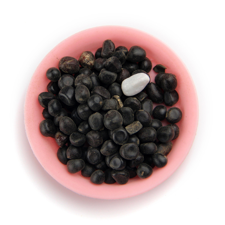 太阳花重瓣混色种子松叶牡丹花种子室内阳台盆栽四季播种易活花籽