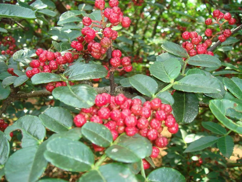 快烘khg15诚招 花椒热泵烘干机 农业机械设备合作