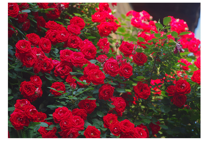 攀援大红小女孩月季多花阳台蔷薇夏令营盆栽微型多头藤本月季花苗