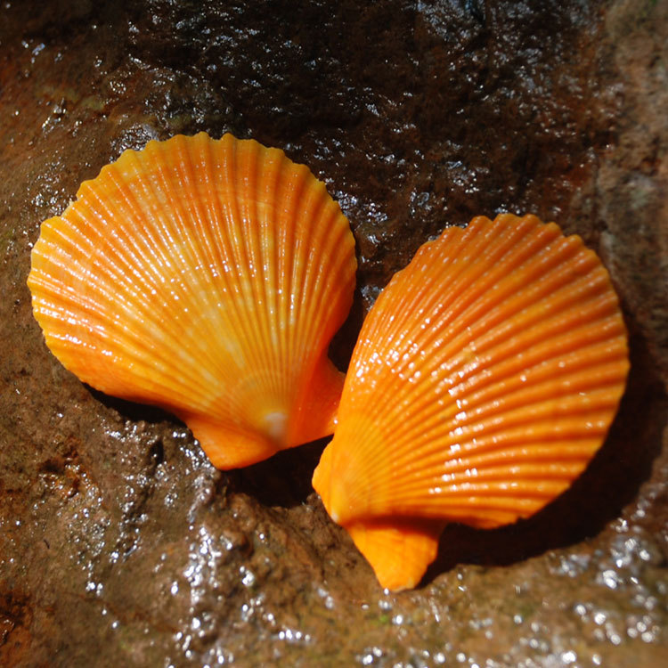 橘黄色大扇贝天然海贝壳鱼缸装饰diy婚礼墙贴镜框壳diy 烧烤扇贝