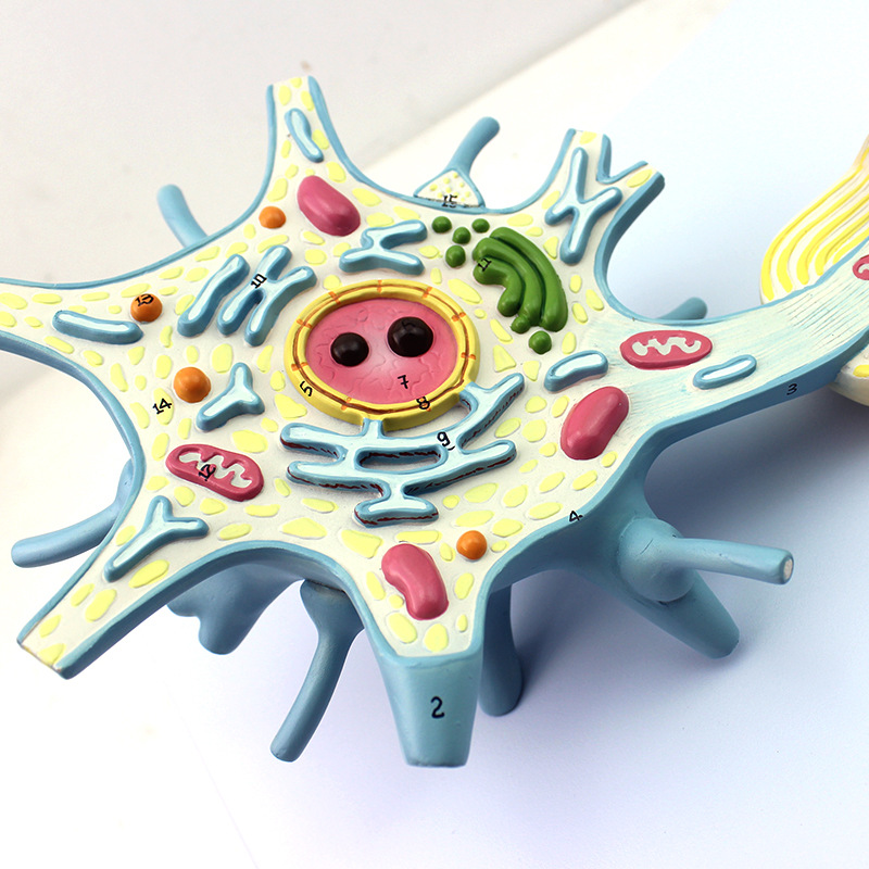 放大版医学神经元模型神经纤维结构放大模型 医学大脑解神经科