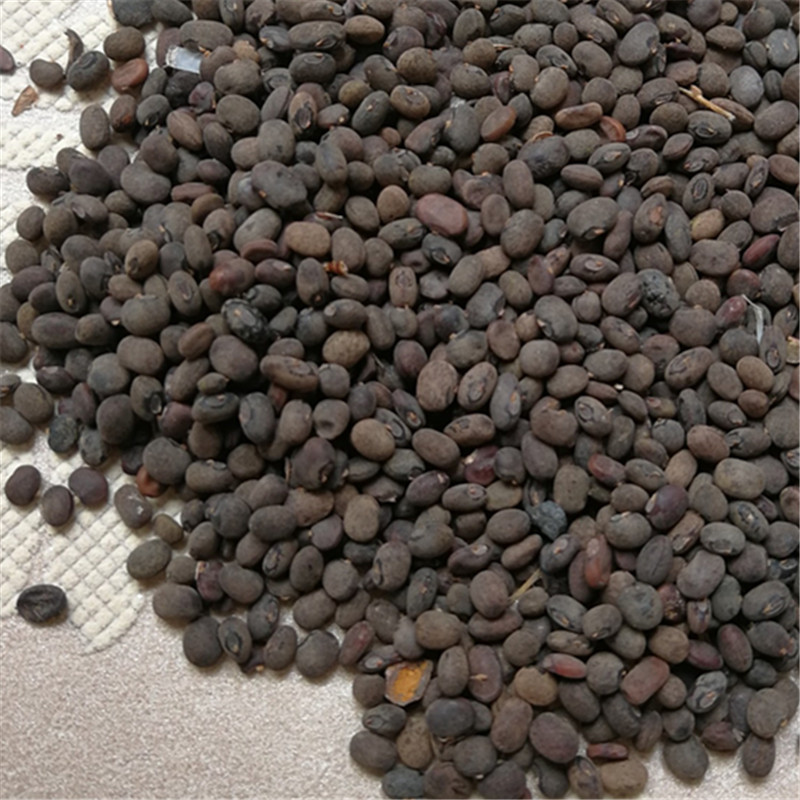 中药材 马料豆 野料豆 黑料豆 乌豆 细黑豆 稽豆 料豆产地货源