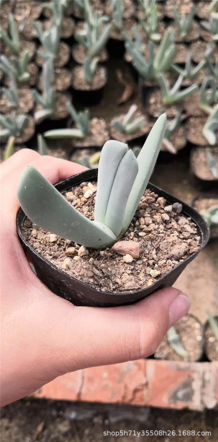 1405大棚批发盆栽多肉品种蟹钳单头盆6cm多肉品种品相实拍发