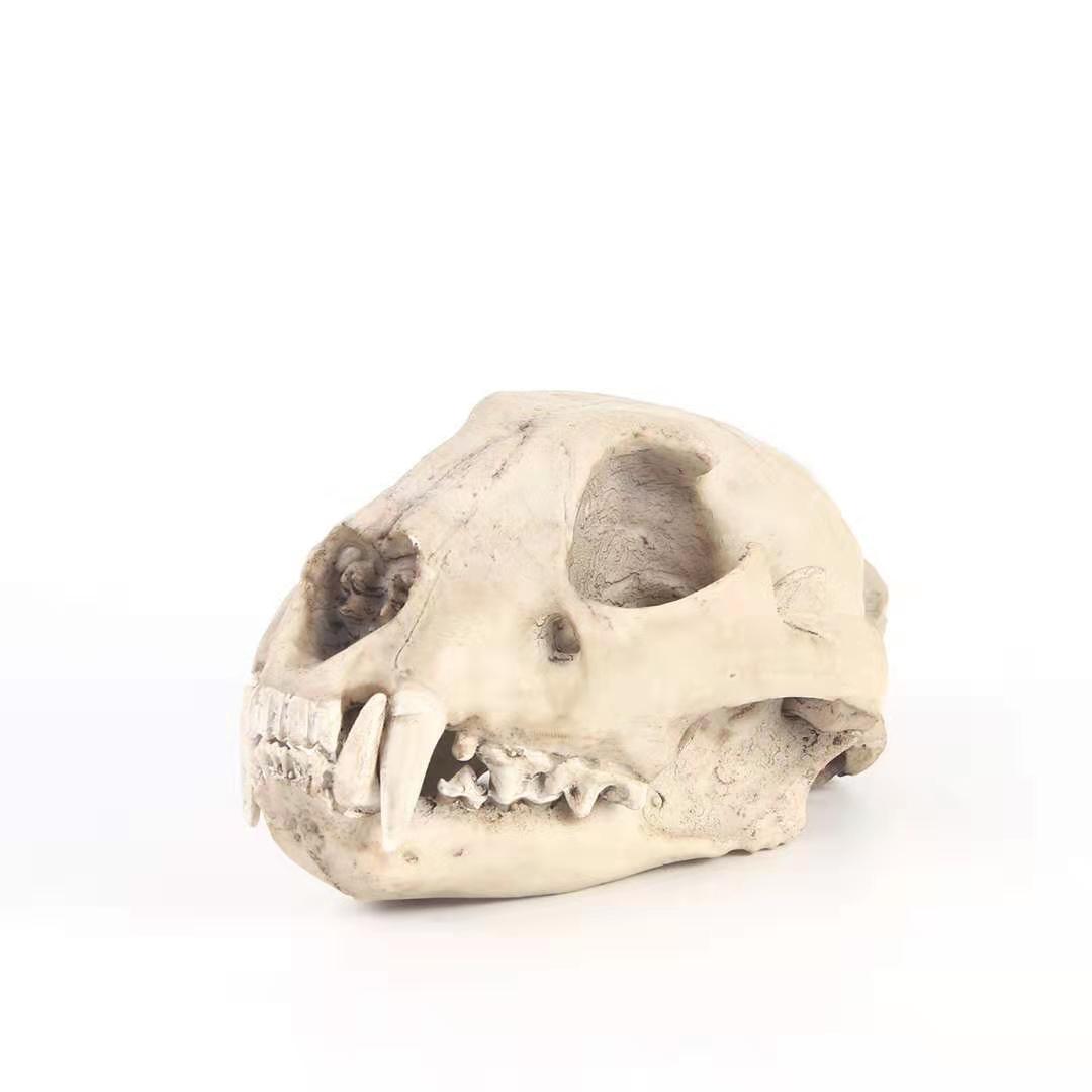 金钱豹头骨模型树脂工艺品骷髅头道具外贸货源树脂摆件树脂骷髅头