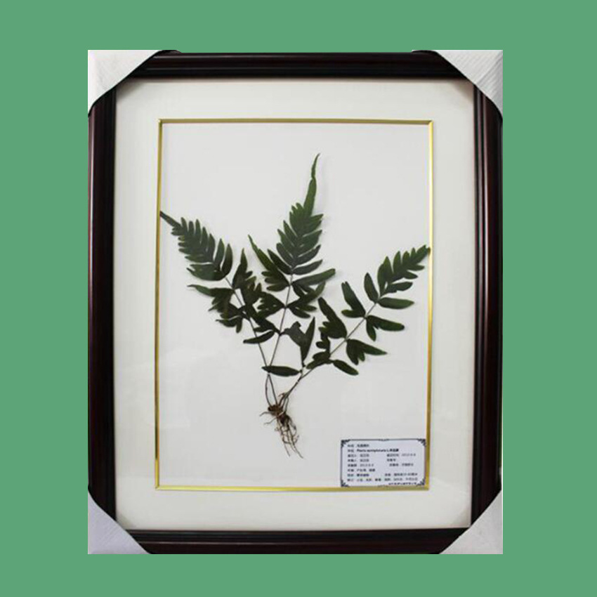 批发中草药腊叶标本植物蜡叶标本包埋腊叶标本浸制生药标本液浸