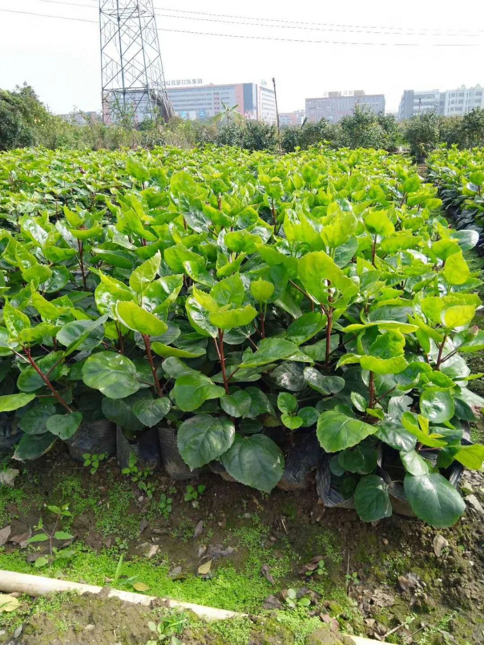 903长期供应重瓣粉红朱槿1530cm袋苗扶桑花大红花