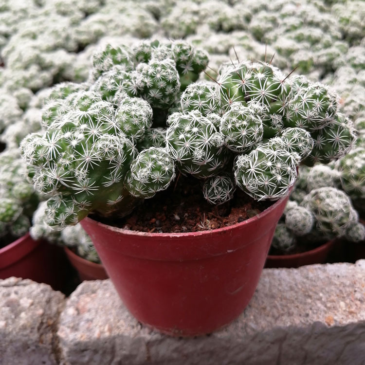 多肉植物批发 大白鸟银手指 裸根中棵一盆3棵花卉盆栽绿植园艺