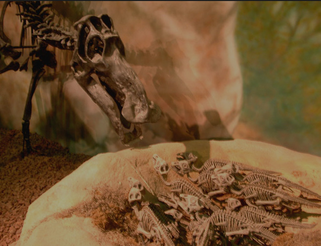 慈母龙巢穴化石装架    /wiki