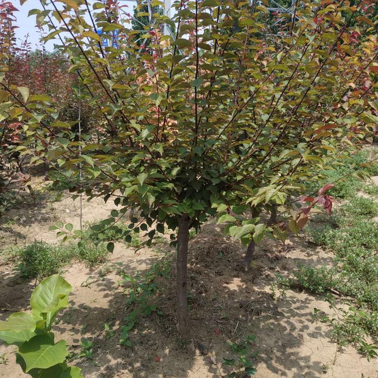 品种齐全美人梅树苗基地直销515公分美人梅价格苗圃直销