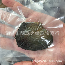 北海真空小贝 一蚌一珠、珍珠小蚌 贝壳现场开蚌地摊开蚌外贸货源