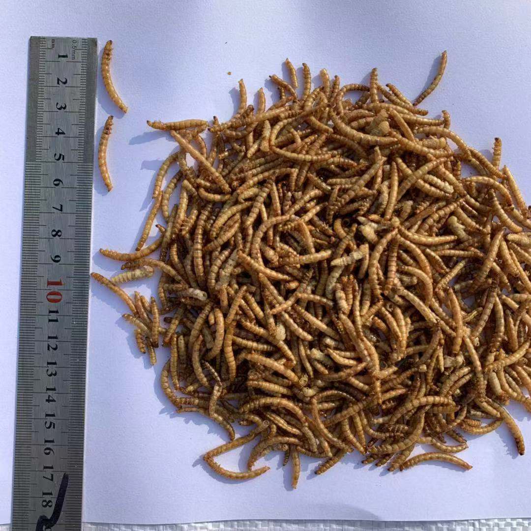 黄粉虫面包虫画眉粮食饲料宠物零食饲料虫干鹦鹉面包虫