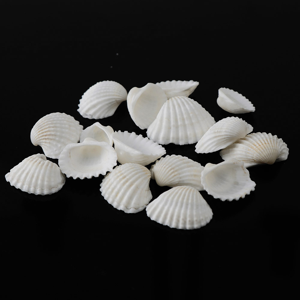 30个/包 天然白色扇贝 小号贝壳 家居装饰地台鱼缸造景diy装饰