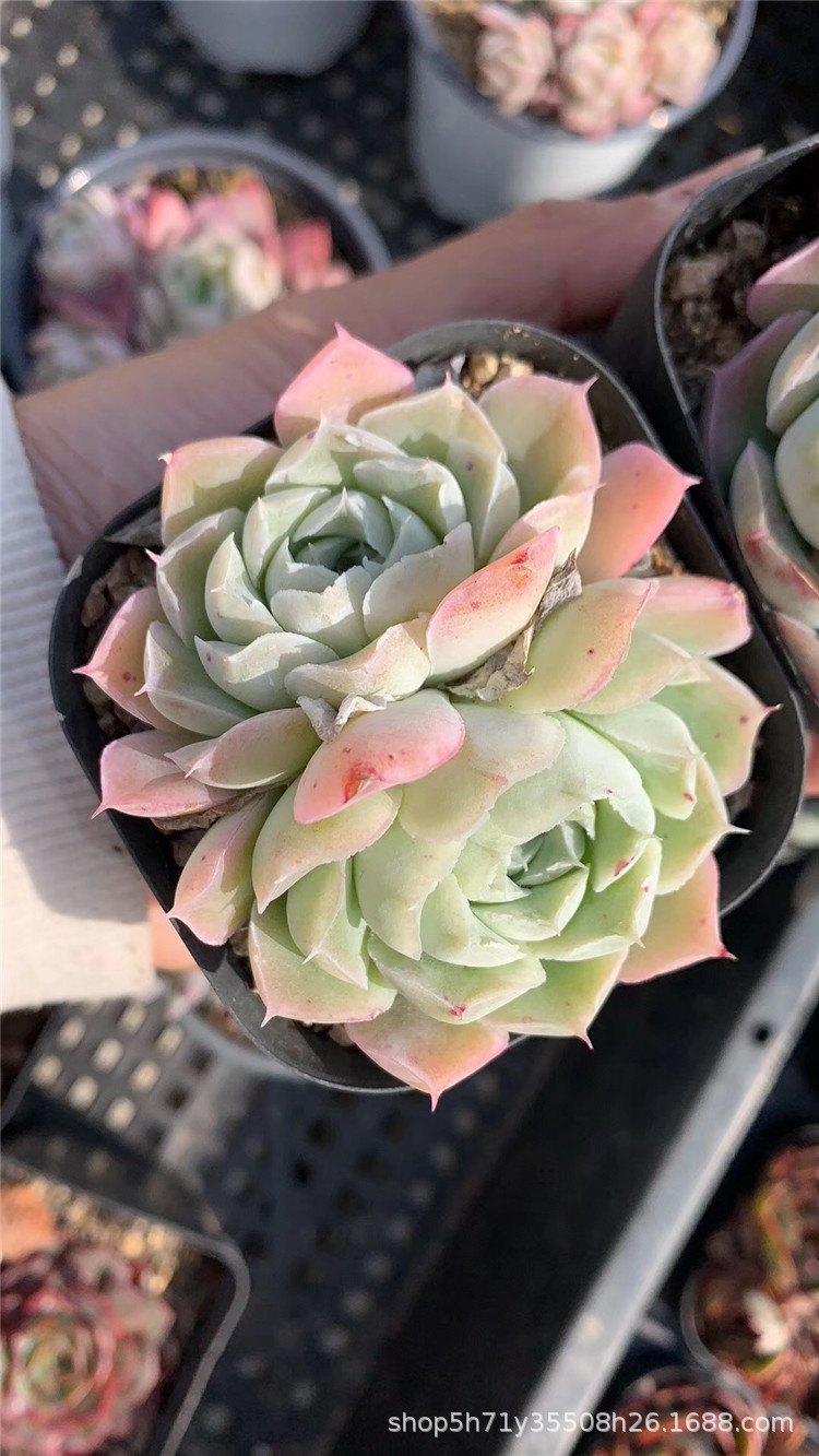 大棚批发盆栽多肉植物 拉霍亚缀化老桩 沁心双头多肉品种裸根发