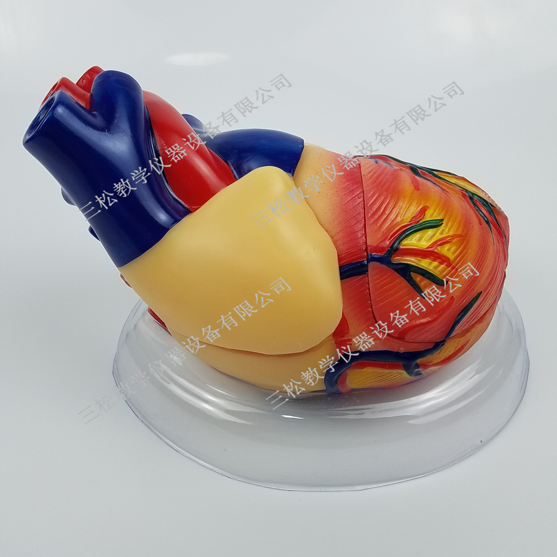 33207心脏解剖模型 三倍自然大 中学生物实验器材 医学教学模型