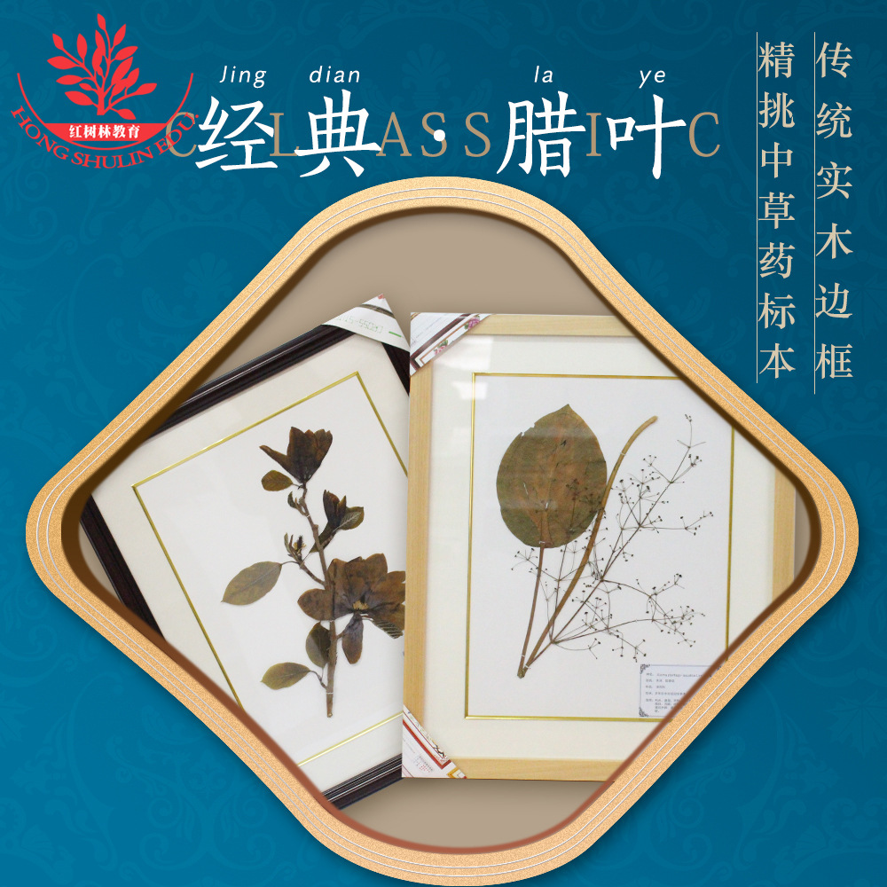 厂家生产批发中草药腊叶标本茎叶花形态完整花卉类植物蜡叶标本
