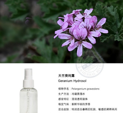 天竺葵纯露(香叶天竺葵纯露) 蒸馏萃取工艺 1公斤/瓶 量大价优