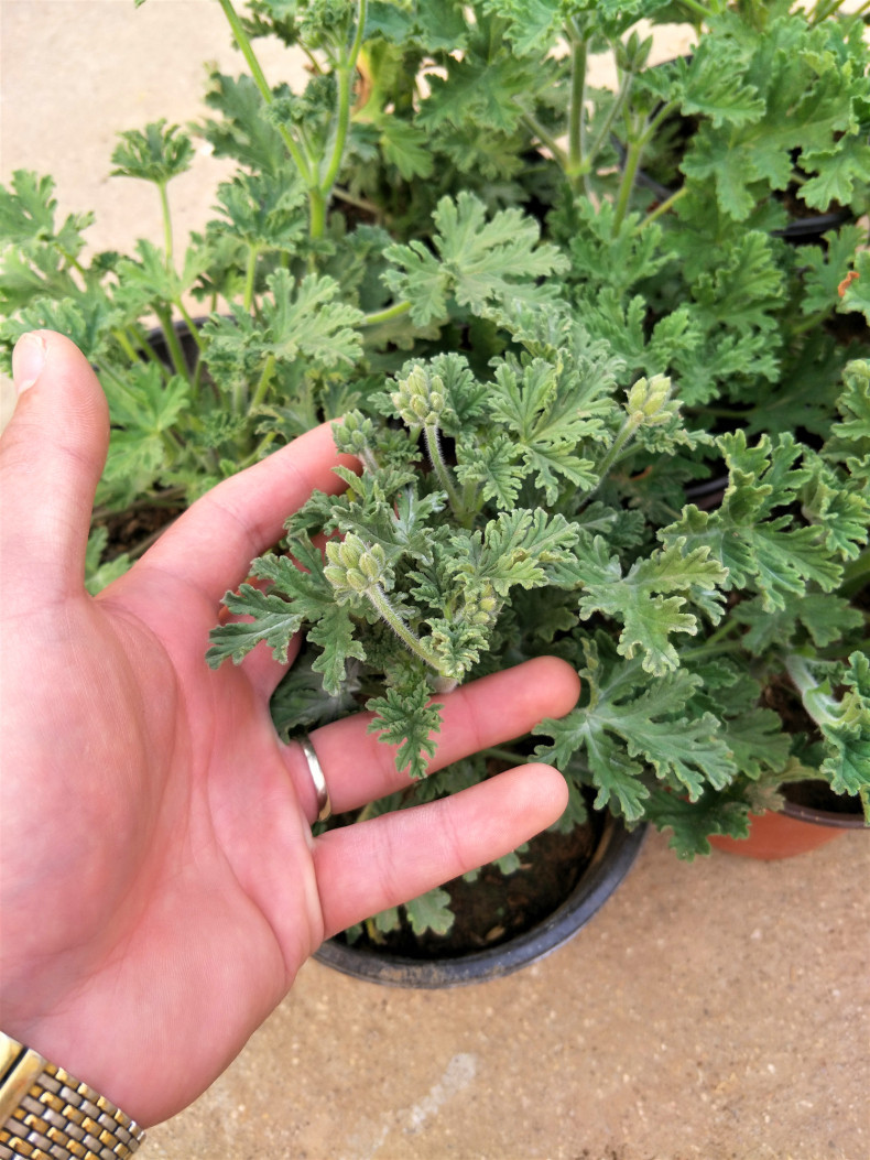 驱蚊草盆栽夏季具有驱蚊效果 室内庭院食虫草驱蚊草盆栽大苗