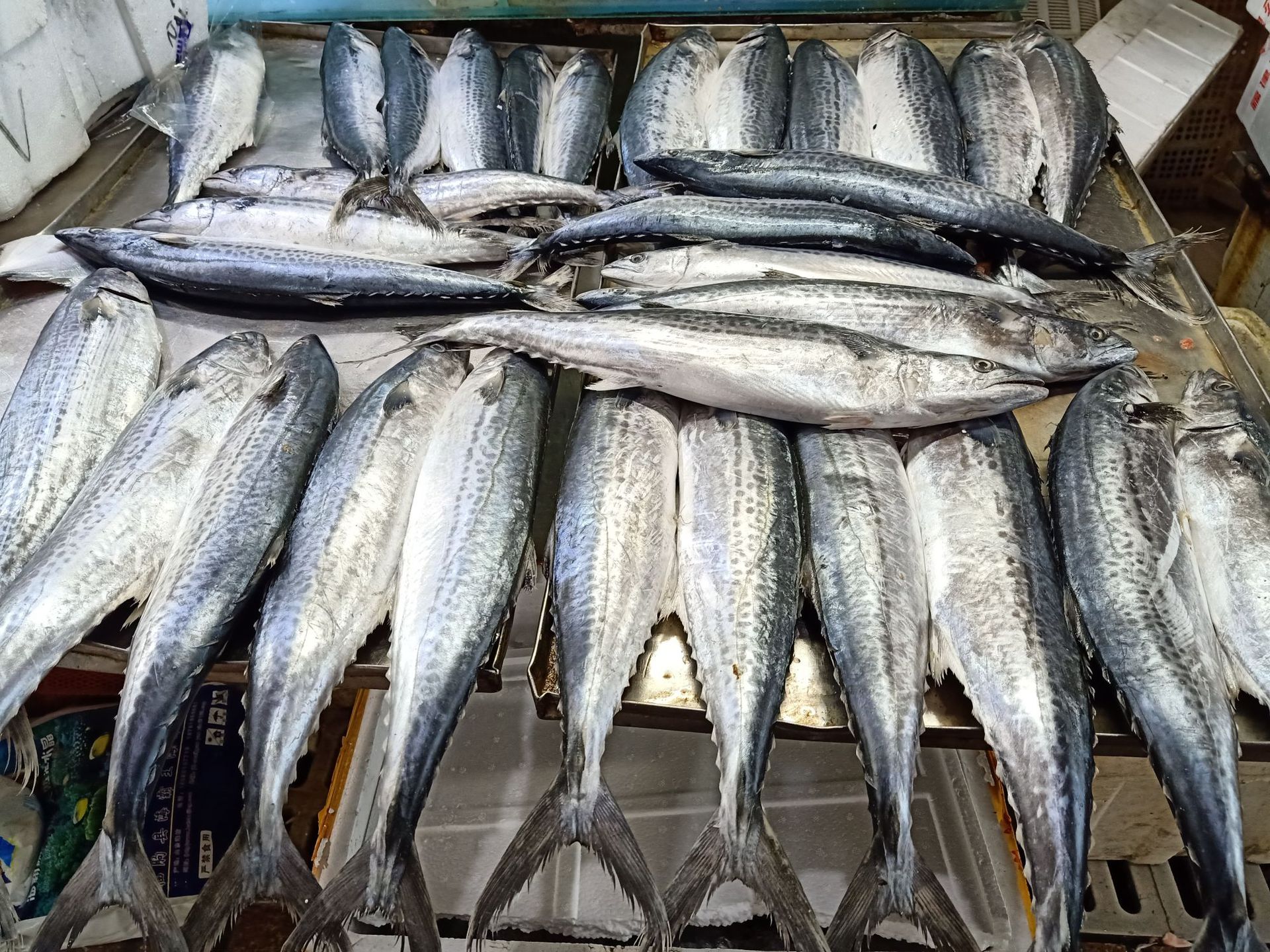 批发销售新活鲅鱼 马鲛鱼 餐饮小吃水产海鲜鲅鱼 马鲛鱼