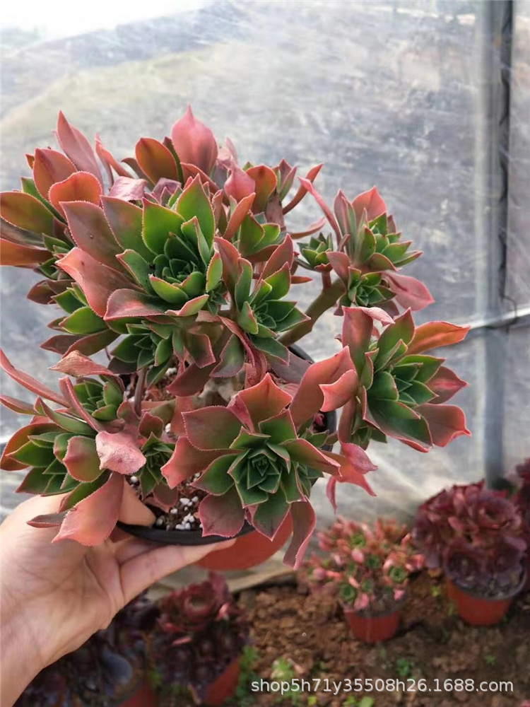 078云南多肉植物基地盆栽批发 红叶众赞曲法师多肉群生品种实拍
