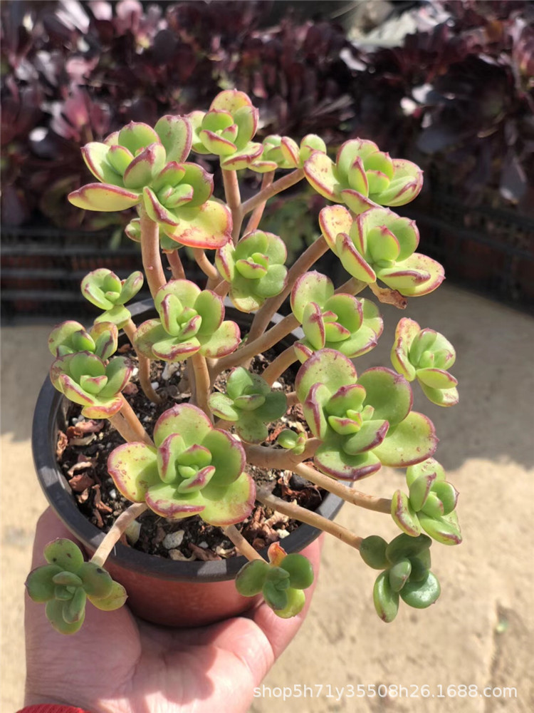220云南精品大棚批发多肉品种 小吉姆群盆12cm多肉群生植物限量发