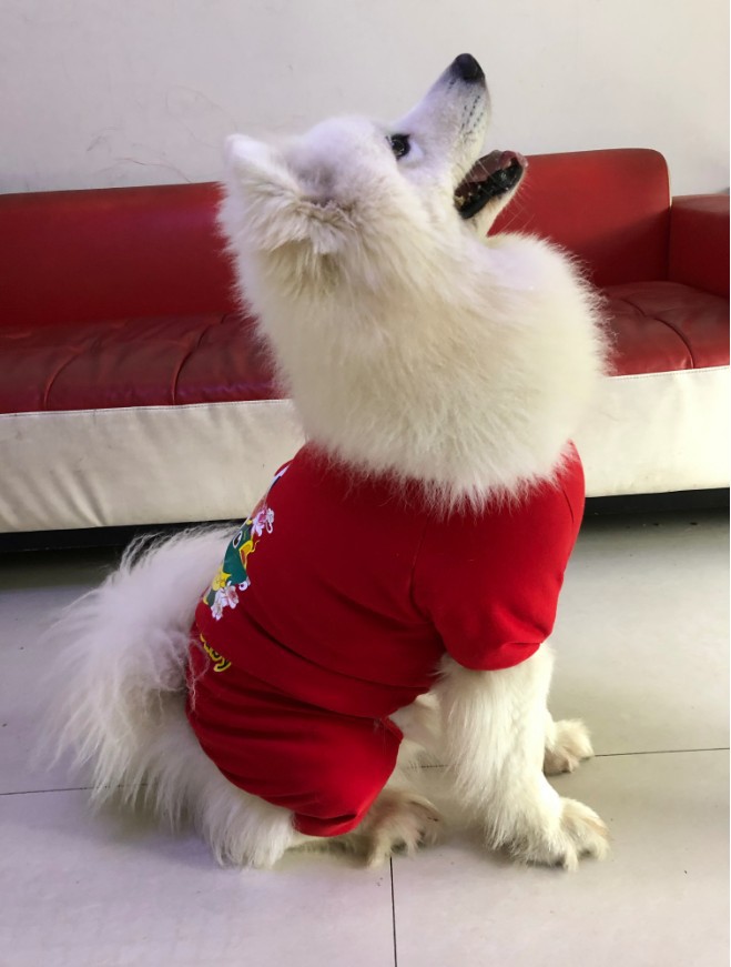 狗狗衣服宠物大型犬大狗金毛萨摩耶春夏装中型犬夏季薄款四脚衣