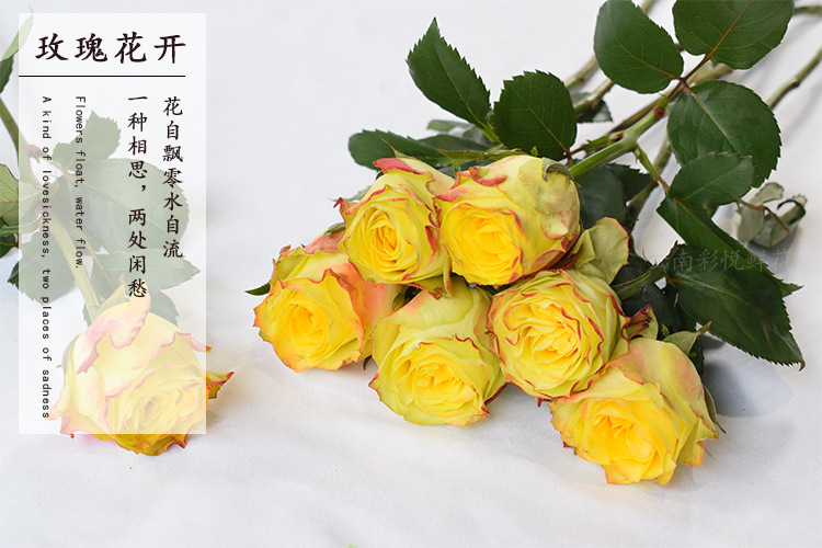 【迷醉玫瑰】昆明基地 迷醉玫瑰鲜花批发 ab级玫瑰鲜切花 20支/扎