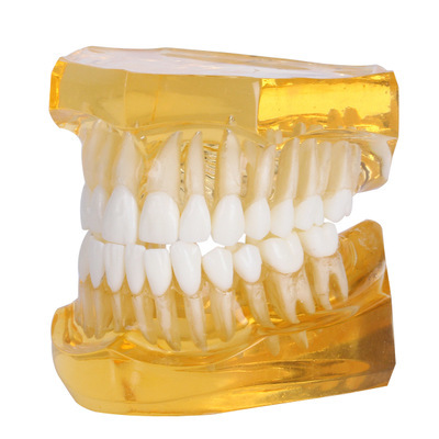 口腔教学模型下两半透明树脂水晶黄色牙模标准型成人牙模可拆卸上
